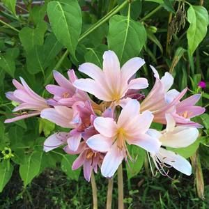 Meet your Posher, Jo